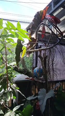 The camera is positioned among some lush green plants, likely on a balcony or patio. In the midground, a small, decorative structure made of tree branches is visible, adorned with faux leaves of various colors and a small blue globe. The structure sits on top of a white base. Behind this arrangement, a building with a corrugated metal roof is partially visible. Overhead, power lines stretch across a clear blue sky.