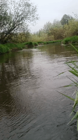 Spring day documented in rural Motyakovo: tulips, mushrooms, river