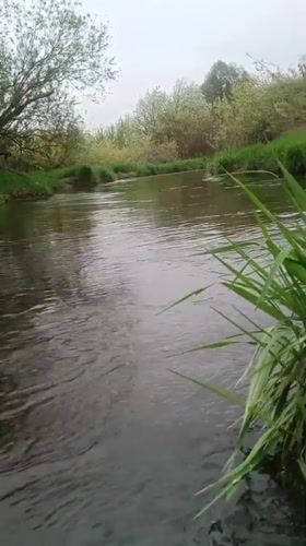 Spring day documented in rural Motyakovo: tulips, mushrooms, river