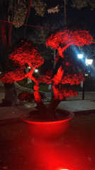 Nighttime scenes captured across Da Lat's illuminated public spaces