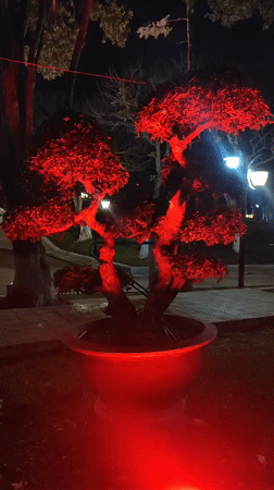 Nighttime scenes captured across Da Lat's illuminated public spaces