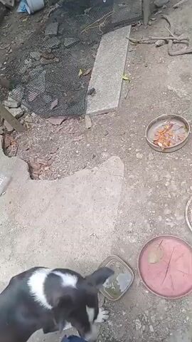 A dog with black and white markings is standing on a dirt and concrete ground, near several bowls, one containing what appears to be food scraps. A person wearing blue Crocs is also visible. The environment appears to be an outdoor area with some debris, including a broken concrete slab, a discarded water bottle, and a piece of netting. In the background, there's a broken office chair and some greenery. The video shows the dog interacting with the person's hand and moving around the bowls.