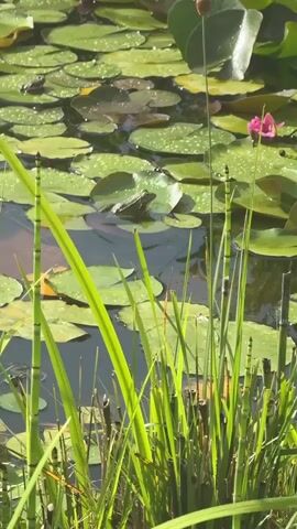 A frog sits on a lily pad in a pond filled with lily pads and reeds. The water is dark, and the lily pads are green and round with water droplets on them. A single pink water lily flower is visible, and another bud is starting to open. The sun is shining, casting a warm light on the scene. The reeds in the foreground are tall and green, with some dried brown stalks mixed in. The overall mood is peaceful and natural. The time of day appears to be morning or early afternoon. The location is Sulitsa, Bulgaria. There is no visible text in the media file.