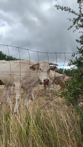 A white cow is standing behind a wire fence. In front of the cow, a hand comes into view and then retracts. The cow is looking at the camera. There is dry grass in the foreground and trees and a cloudy sky in the background.