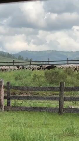 The video shows a flock of sheep grazing in a grassy field. The sheep are of various colors, including white and black. They are behind a wooden fence, which is in the foreground. In the background, there are rolling hills covered in trees, and the sky is cloudy. The weather appears to be overcast. The sheep are spread out across the field, some grazing, others standing. The fence is made of rough-hewn wooden posts and rails. The grass is green and lush. The video is taken from a slightly elevated perspective.