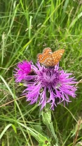 A butterfly with orange and brown wings rests on a purple thistle flower. The flower has thin, spiky petals and a darker center. There is another smaller purple bud to the left of the main flower. Green grass and other foliage form the background. The camera is focused on the butterfly and flower.
