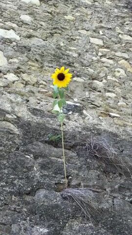 A single sunflower grows from a crevice in a rough stone wall. The sunflower has a bright yellow bloom and green leaves. The wall is made of irregular stones of various shades of gray and beige, with some areas appearing darker and more weathered. Some dry, wispy vegetation is visible at the base of the sunflower and the wall. The lighting suggests it is daytime.
