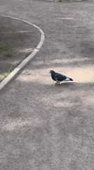 Early morning park life captured in Saint Petersburg