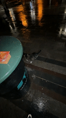 Cat spotted on wet street in Vidin at night