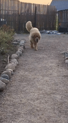 Fluffy dog walks, rests on gravel path in Kempelevo