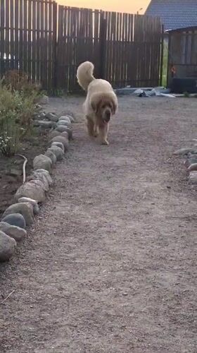 Fluffy dog walks, rests on gravel path in Kempelevo