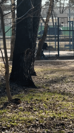 Spring morning scenes captured in Dmitrov: maintenance, budding trees, child