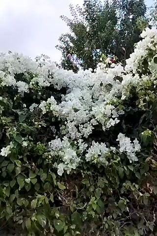 The video shows a bush with dense white flowers and green leaves. The bush is covered in white blossoms, obscuring the green foliage underneath. The flowers are small and delicate, clustered together in large numbers. In the background, there are trees with dark green leaves and a sky with clouds. The camera pans slightly upwards, showing more of the sky and the tops of the trees. The lighting suggests it is daytime. There are no people or any other objects visible in the frame.