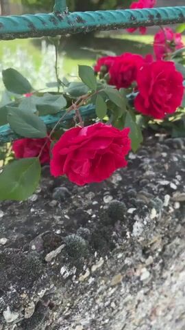 A close-up view captures vibrant red roses blooming in an outdoor garden setting, reportedly in Mirovyane, Bulgaria. The central focus is on a large, fully opened red rose, displaying its rich crimson petals and a visible yellow stamen cluster at its core. Multiple other red roses, some in full bloom and others as buds, are visible throughout the frame, interspersed with lush green leaves and thorny stems.

The roses appear to be growing over or beside a sturdy, textured grey stone wall or ledge, which forms the lower and mid-ground of the image. This stone surface is uneven, dotted with small pebbles and covered in patches of dark green moss and lichen, suggesting an aged, natural environment.

In the background, a weathered, dark green metal fence or railing runs horizontally, providing a contrasting element to the organic growth. Beyond the fence, the background is softly blurred, showing more greenery and hinting at a broader garden landscape under bright, natural daylight. The lighting is strong, creating clear contrasts and highlighting the vivid colors of the roses. There are no people or visible text in the image.