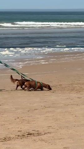 Two dachshunds on leashes are walking on a sandy beach. The dogs are brown and tan. The leashes are green. A man and woman are walking behind the dogs, holding the leashes. The man is wearing a green hat and blue shorts. The woman is wearing a black swimsuit. The ocean is in the background with waves. The sky is blue. The overall scene is a sunny day at the beach.