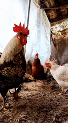 Chickens foraging in Bulgarian farmyard morning routine