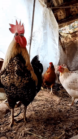 Chickens foraging in Bulgarian farmyard morning routine