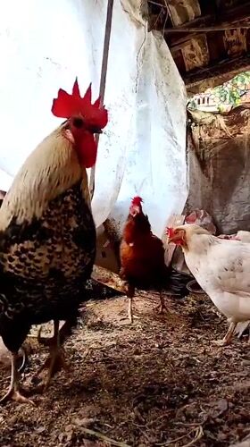 Chickens foraging in Bulgarian farmyard morning routine