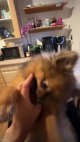 A small, fluffy, reddish-brown dog, possibly a Pomeranian, is being held and playfully interacts with a person's hands, licking and mouthing them. The dog makes excited yipping and growling sounds. The person wears a light blue and white beaded bracelet on their left wrist.

The scene takes place indoors, likely in a kitchen or a room with kitchen features. In the background, there are wooden kitchen cabinets and countertops. Appliances such as a microwave, a coffee machine, and an air fryer are visible on the counter. Shelves above the counter hold various items, including jars, bottles, and a potted orchid plant. The overall impression is a cozy, domestic setting in Arzberg, Germany.