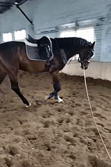 Saddled horse observed in indoor training arena