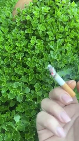 A hand holding a lit cigarette is positioned in front of a backdrop of dense, green foliage. The cigarette has a white filter and a brown paper section, with visible ash at the burning end. Smoke is rising from the cigarette. The hand holding the cigarette has fair skin and neatly manicured fingernails painted with a light pink color. The green foliage consists of small, closely packed plants with rounded leaves. In the upper portion of the background, there is a portion of a terracotta pot. The camera is held relatively still and close to the subjects, focusing primarily on the cigarette and the hand holding it.