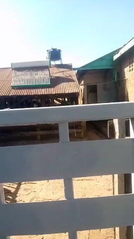 The video shows a rural scene on a sunny day. The camera starts behind a white wooden fence, then pans to the right to reveal a grassy yard with a dirt path. In the distance, there is a fenced-in area where several cows are standing near a tree. There are buildings visible in the background as well. The sky is clear and blue.