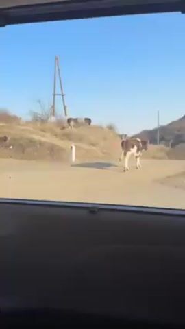 The video, shot from inside a car, shows a herd of cows in a rural outdoor setting. The cows are primarily brown and white, and they are standing on a dirt road and a small grassy hill. In the background, there's a clear blue sky, a wooden structure with wires, and distant hills. The car window frames the scene, and the focus is on the cows near the road.