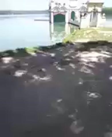 The video shows a waterfront scene. In the background, a white building with a green roof and arched doorways is partially submerged in the water. The water is calm and reflects the building. The foreground is a dirt path with shadows of trees dappled across it. Two dark-colored ducks are visible near the edge of the water, resting on the grassy bank. The overall environment appears to be a park or natural area on a sunny day.