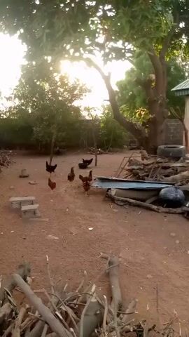 The video shows a rural backyard scene. In the foreground, there is a dirt ground littered with logs and chickens roaming freely. The background features a simple, one-story building with a light green roof. Several dogs are shown resting on the ground near the house. There are also scattered items such as tires, a metal frame, and a plastic container. The sun is shining through a large tree, casting shadows on the ground. A car is parked behind the house in the distance.