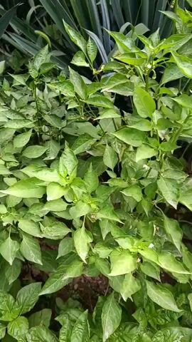The video shows a close-up view of green pepper plants with visible leaves, stems, and some small white flowers. The plants are densely packed, suggesting they are growing outdoors in a garden or field. The lighting is natural, and the camera is positioned at an angle that captures the foliage from a slightly elevated perspective. The background consists of other plants and possibly some soil. The video appears to be a still frame or a very short, unedited clip with no discernible action or human presence.