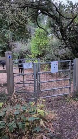The video shows a gate leading into a fenced area with donkeys inside. Two dark-colored donkeys are visible, one standing near the gate and another further back. There are signs attached to the gate and fence. One sign reads "PLEASE DO NOT FEED THE ANIMALS THEY ARE ON A SPECIAL DIET". Another sign has several pictograms, including a prohibition symbol over a leash and dog icon, and a red circle with a slash over a cat icon. The environment appears to be wooded with trees and foliage surrounding the enclosure. The ground inside the enclosure is dirt. The video is shot from outside the fence, looking in.