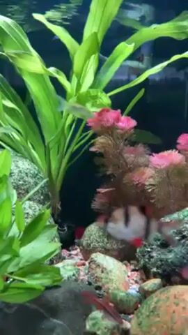 The video shows an aquarium with several tiger barbs swimming among green plants and artificial pink coral. The tank has gravel substrate and is well-lit. Additional smaller fish swim by. The camera moves slightly, following the movement of the fish.