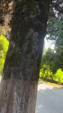 A vertical video begins with a close-up of the rough, textured bark of a large tree. Sunlight filters through the dense green leaves of overhanging trees, casting dappled shadows on a paved surface. As the camera pans to the right, a wider view of a park-like setting emerges. Tall, slender trees stand in the background, interspersed with patches of vibrant green grass. In the distance, a Ferris wheel is visible, suggesting the presence of an amusement park or recreational area. The sky is bright and clear, indicating a sunny day. The camera continues to move, revealing more of the landscape and the playful interplay of light and shadow. The video appears to be shot in a natural, outdoor environment, possibly during daytime. There are no visible people or animals in the footage. The overall impression is one of a peaceful, sun-drenched landscape.