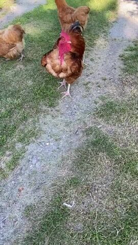 This short video shows a rooster standing in a grassy area with two hens nearby. The rooster is predominantly brown with red wattles and a red comb. One hen, also brown, is pecking at the ground in the background to the left. Another brown hen is visible further in the background, also grazing. The ground is covered in green grass with patches of dry earth or sand creating a path. The lighting suggests it is daytime, possibly morning or afternoon, with sunlight casting dappled shadows on the ground. The overall scene depicts a natural, rural environment, consistent with a farm or backyard in Ivanhorod, Ukraine. There are no people or objects other than the chickens. The chickens appear calm and are engaged in their typical activities of foraging.