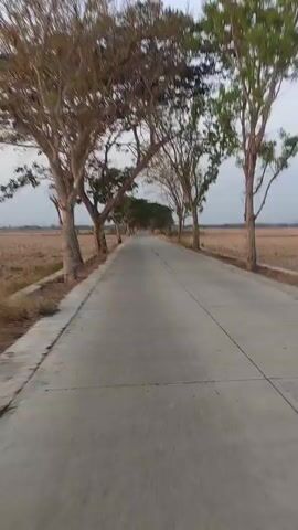The video shows a road lined with trees. The road is paved and appears to be a country road. The trees are tall and have a lot of branches. The sky is overcast. The ground on either side of the road is covered in dry grass or stubble, suggesting a rural agricultural area. The camera is moving forward along the road, giving a first-person perspective.