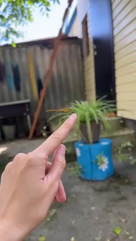 A hand with a dragonfly perched on a finger is visible in the foreground. The background shows a backyard with a yellow and beige house, a grey corrugated metal fence, and some potted plants. The lighting suggests it is daytime.