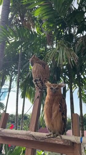 Two brown owls perched on wooden structures in Bali