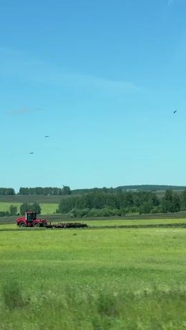 This media file captures a rural scene in Krasnaya, Russia. The primary subject is a bright red tractor actively plowing a vast, vibrant green field. The tractor is pulling an implement that is turning over the soil, indicating agricultural work is in progress. The field appears to be either freshly planted or undergoing preparation for planting. In the background, a dense line of lush green trees forms the horizon, suggesting a wooded area bordering the farmland. Beyond the trees, rolling hills can be seen under a clear, bright blue sky. A few dark birds are visible in flight against the sky, adding a natural element to the scene. The overall impression is one of a productive day in the countryside, likely during daylight hours given the bright illumination and clear sky, consistent with a temperate climate and likely summer or late spring. There is no visible text in the media.
