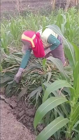 A person is seen from the side and slightly behind, wearing a red headscarf, a light-colored shirt with green sleeves, and dark pants with stripes. They are kneeling in a field of tall green plants, possibly corn. The person is using both hands, wearing gloves, to gather and cut a large pile of the green plants from the ground. The ground is dark soil with some dry grass or straw on the left side. The background shows more of the same plants stretching into the distance. The lighting suggests it is daytime, possibly early morning or late afternoon.