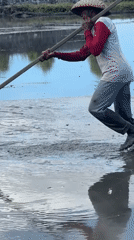 Morning farm work and children's play in Mengwi rice fields