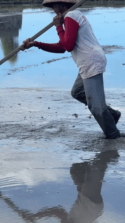 Morning farm work and children's play in Mengwi rice fields
