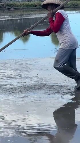 Morning farm work and children's play in Mengwi rice fields
