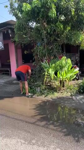 A person wearing a red t-shirt and blue shorts is trimming plants with shears. The person is standing near a tree with green leaves and some yellow flowers. The ground is wet, and there is a puddle of water in the foreground. The person is using a tool to cut the branches of the plant. The video is taken outdoors, and the lighting suggests it is daytime. The background shows some buildings and more trees. The person is actively engaged in the task of gardening or landscaping.