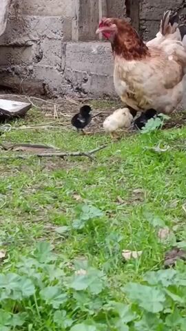 This is a vertical video clip filmed outdoors in what appears to be a rural setting in Ak-Döbö, Kyrgyzstan. The scene features a large chicken, likely a hen, with light brown and white feathers, standing to the right of the frame. She is surrounded by four small chicks. Two of the chicks are black, and two are yellow. The hen is partially obscured by the chicks.

The chicks are gathered close to the hen, with one yellow chick looking directly towards the camera. The hen is looking down, possibly at the chicks or something on the ground. The ground is covered in green grass and some dry leaves or straw. In the background, there is a textured wall made of concrete blocks, and some dry vegetation. The overall lighting suggests it is daytime, possibly late morning or afternoon, with soft, natural light. There is no discernible weather information, but the green grass indicates a time of year when plants are growing. The activity is a domestic scene of a mother hen with her young chicks in a farmyard or garden environment. The image is of an ordinary, peaceful moment in nature.