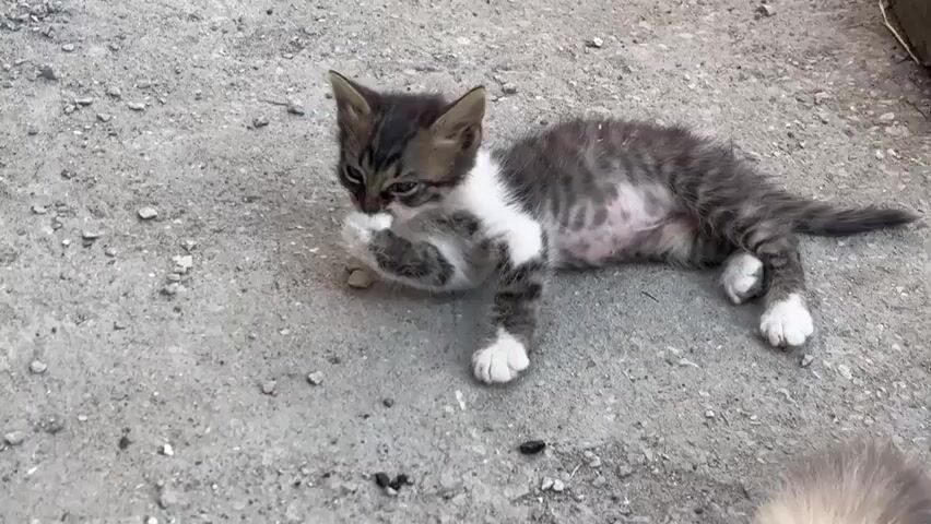 A small, grayish-brown kitten with white markings lies on a gray concrete surface, grooming itself. It is licking its paw.  There are small pebbles and what appear to be droppings on the concrete.