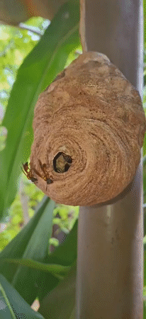Rural Venezuelan life documented through nature and farm observations