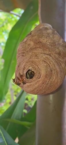 Rural Venezuelan life documented through nature and farm observations
