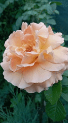 Morning rose garden in full bloom, Radisne, Ukraine