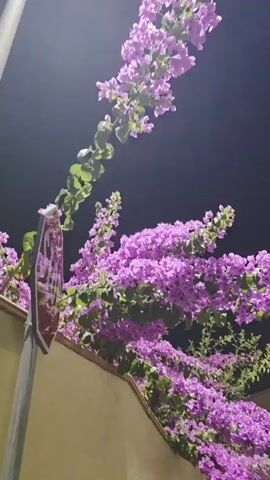 The video is a close-up, shaky shot of purple flowers and green leaves against a dark sky. A pole with a red and white sign is visible on the left side of the frame. The lighting suggests it is nighttime.