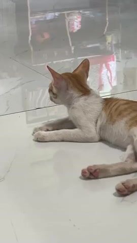 A young ginger and white kitten lies on a shiny white tiled floor. The kitten is facing to the left, then turns its head to look directly at the camera. The background is out of focus and appears to be an indoor environment with reflections on the floor.